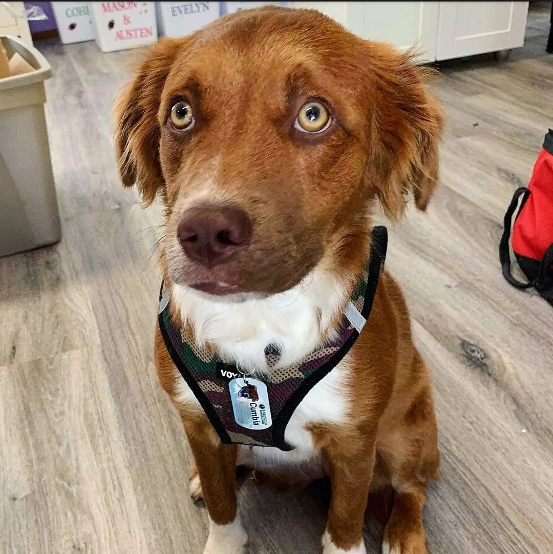 Personalized Pet Tag