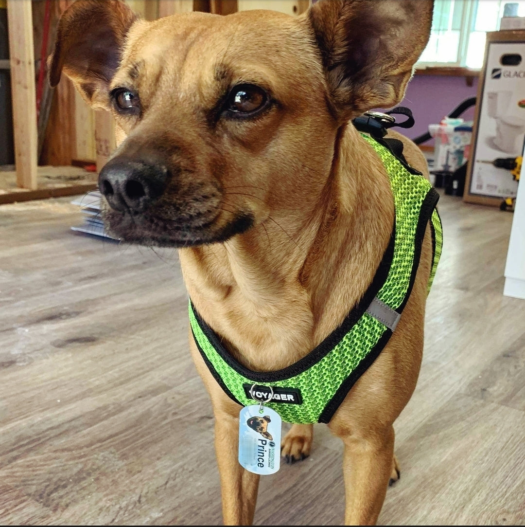 Personalized Pet Tag