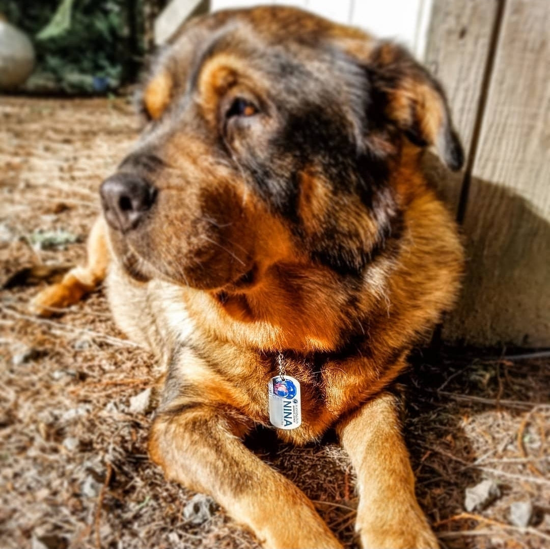 Personalized Pet Tag