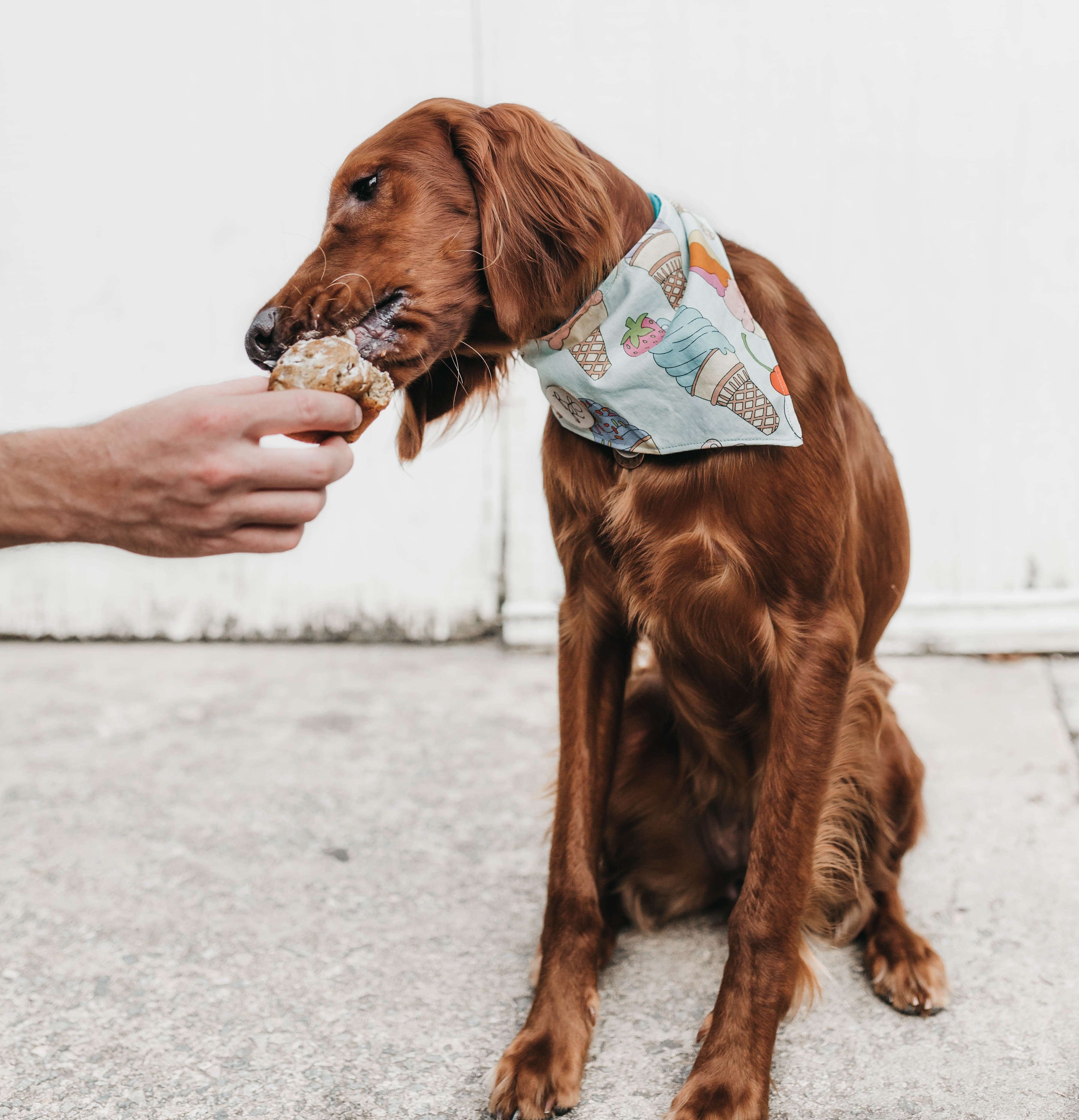 Personalized Pet Bandana